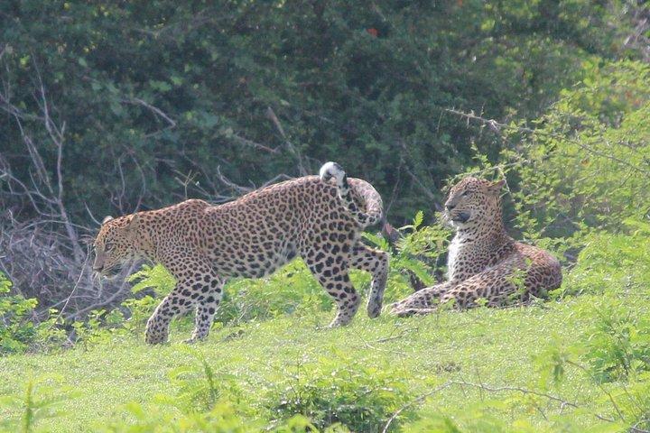 Faits saillants du Sri Lanka - 7 jours