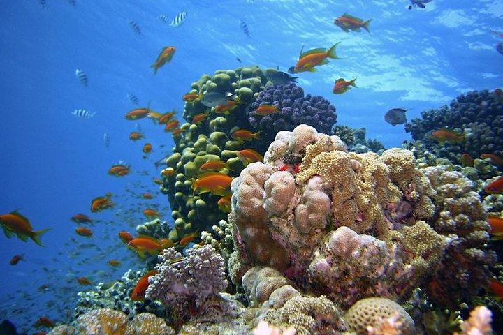 Gita in barca a Ras Mohammed e all'Isola Bianca, incluso pranzo e biglietto d'ingresso