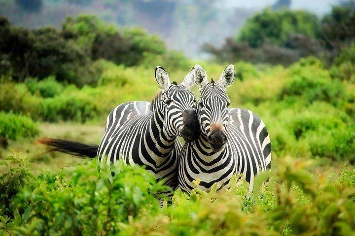 9 jours au Kenya, en Tanzanie