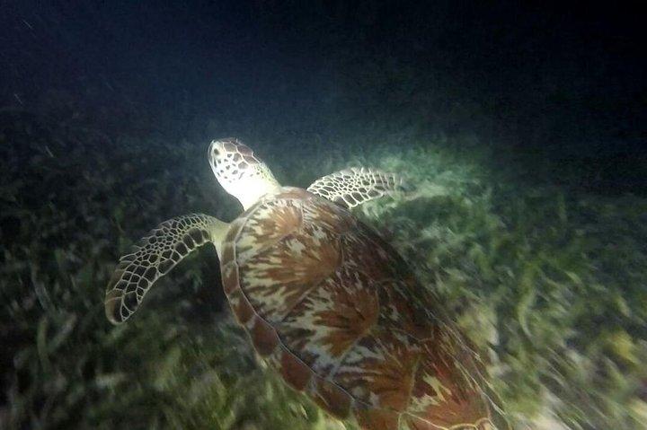 Roatan 2 Stop snorkelen en stadstour