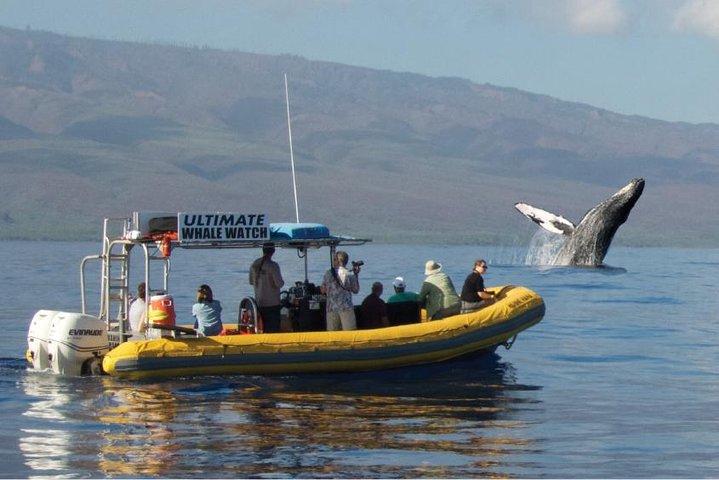Maui: Ultimate Whale Watch from Lahaina