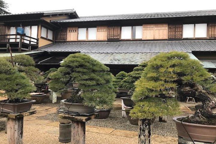 プロの盆栽作家が作る、東京の盆栽