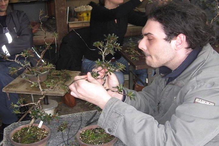 プロの盆栽作家が作る、東京の盆栽