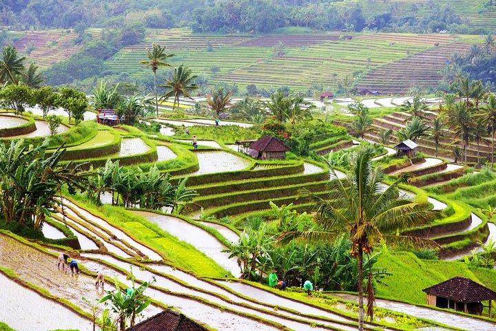 Excursão Terrestre Privada: Melhor Excursão Personalizada De Bali