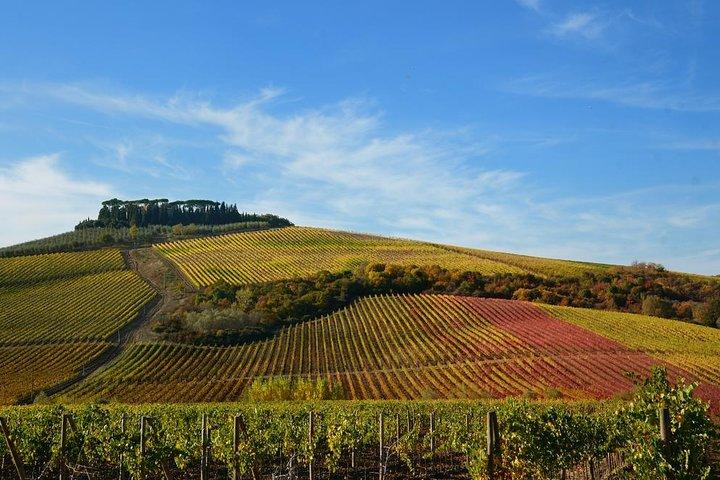 Private Pisa, Pasta en Chianti Lovers Wine Experience Livorno Shore Excursion