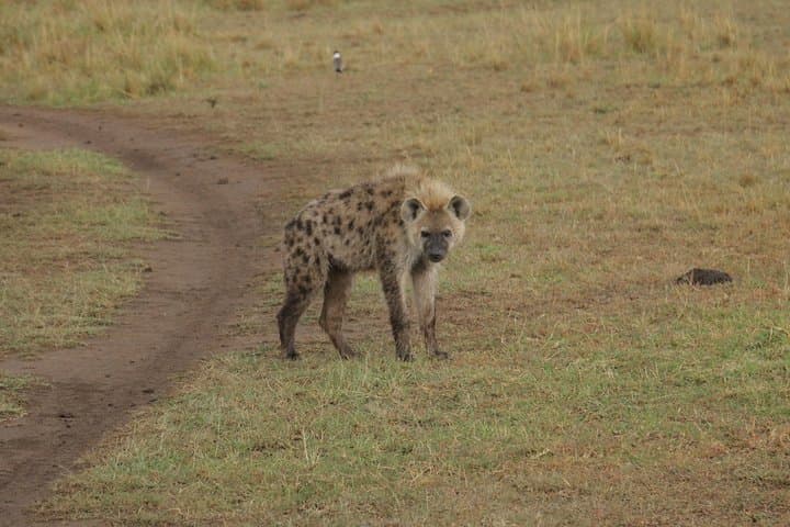 Nairobi National Park Tour