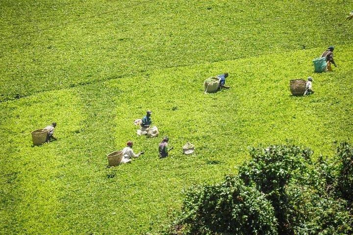 ナイロビからリムルのキアムベツ茶園への日帰りツアー