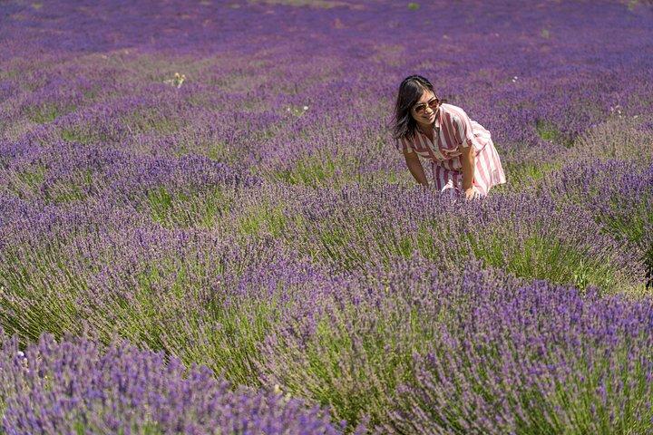 Lavender Tour Sault from Marseille