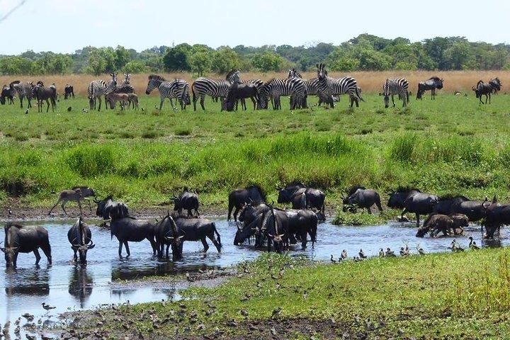 Chobe Day Trip