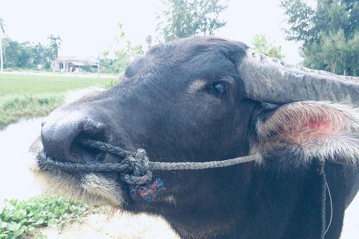 Riding Water Buffalo og Basket Boat Hoi en privat cykeltur