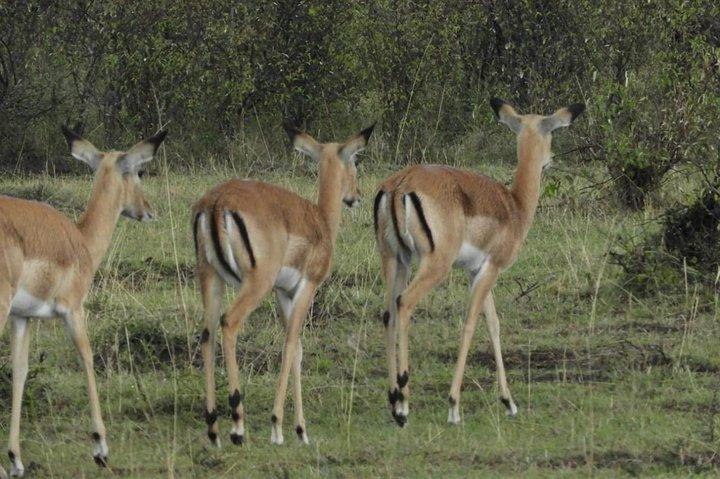 3 giorni Amboseli National Park