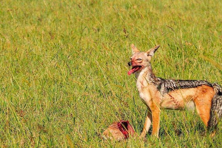 3 giorni Amboseli National Park