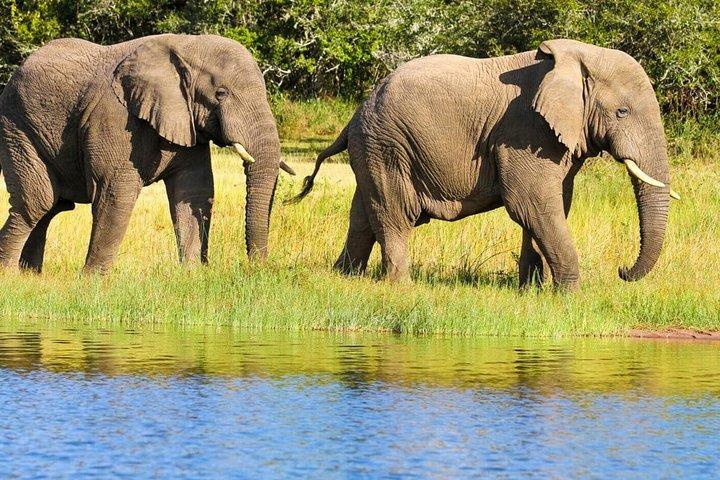 2 giorni nel Parco Nazionale dell'Akagera