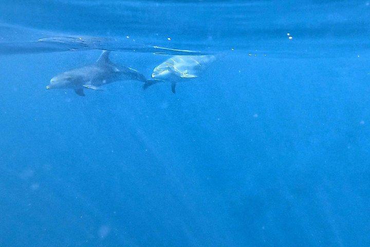 イルカとカメのプライベートツアーでカヤック