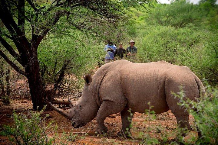 Private Rhino Walking Safari Experience from Livingstone