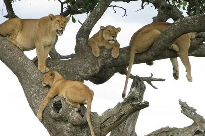 Hoteller i nærheden af Tarangire, Serengeti, Ngorongoro & Manyara
