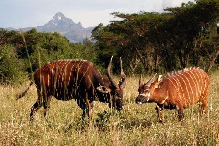 Overnight safari to Olpajeta Conservancy and Mount Kenya Climbing