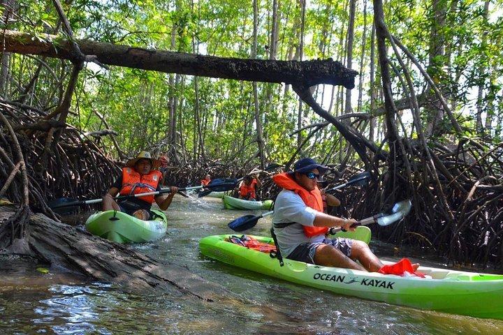Mangrove kajak (eller båd) eventyr