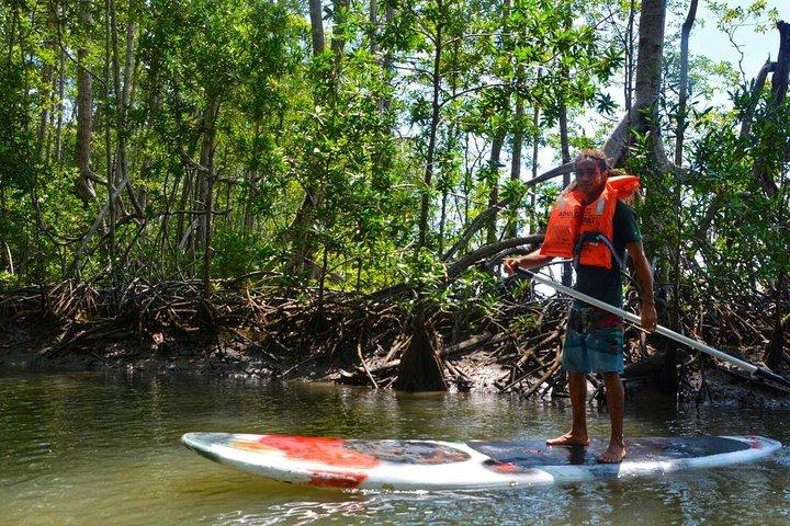 Mangrove Kayaking (or boat) Adventure