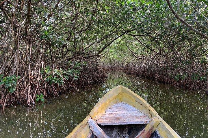 La Boquilla. Rhythms, Roots & Mangroves