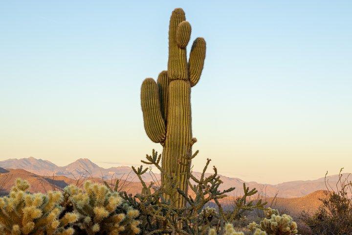 Sonoran Desert Jeep Tour
