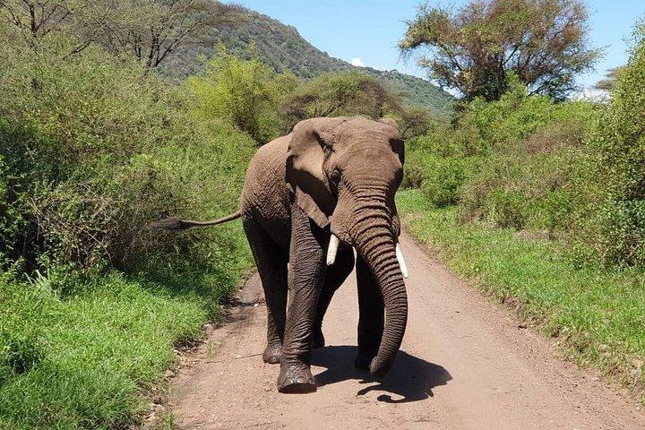 ザンジバルからの3日間のタランギレ、ンゴロンゴロクレーター、マニャラ