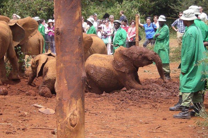 Giraffecentrum, olifantenweeshuis en rondleiding door Nairobi National Park