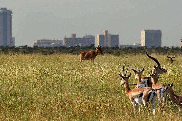 ナイロビ国立公園、象の孤児院＆ボマス文化ダンス