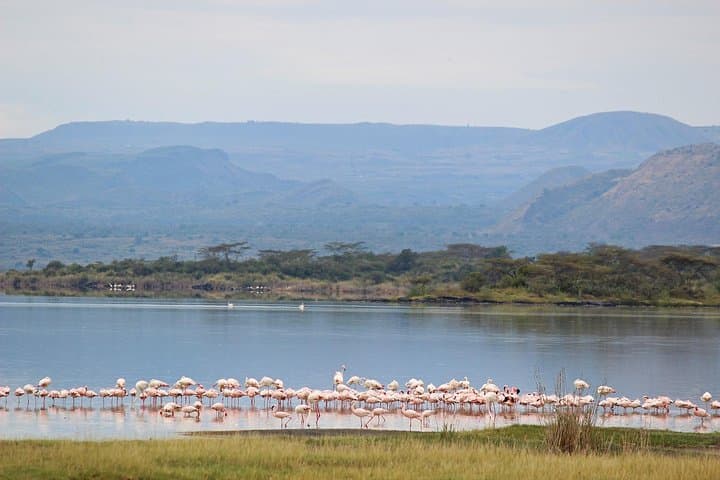 Lake Elementaita Guided Flamingoes Day Tour from Nairobi