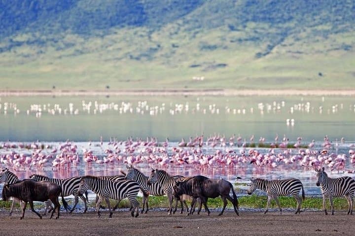 Lake Elementaita Guided Flamingoes Day Tour from Nairobi