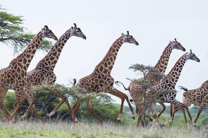 Visite guidée d'une journée à Nairobi au Giraffe Centre & Elephant Orphanage