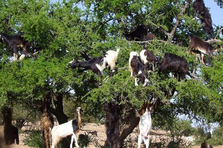 Taroudant Half-Day excursion : Medina+ Souk & Goats in argan Tree