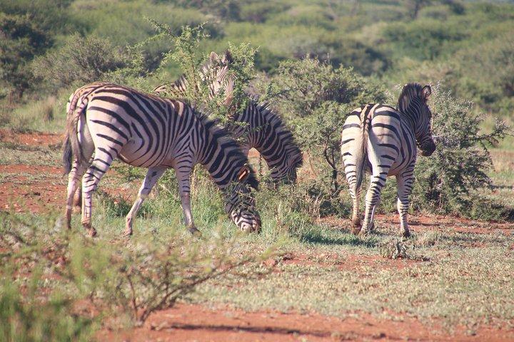 2 dagar Tsavo West Safari äventyr Nairobi Kenya !