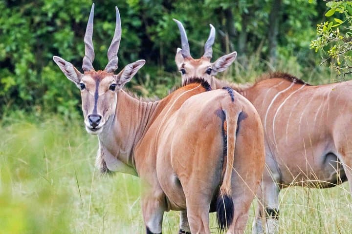 3 Day Samburu Game Reserve Tour from Nairobi