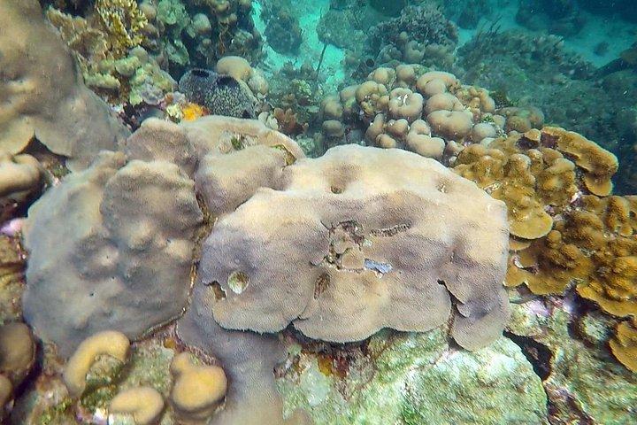 Buceo en las Islas del Rosario