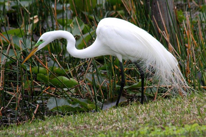 Everglades Day Safari from Ft Lauderdale