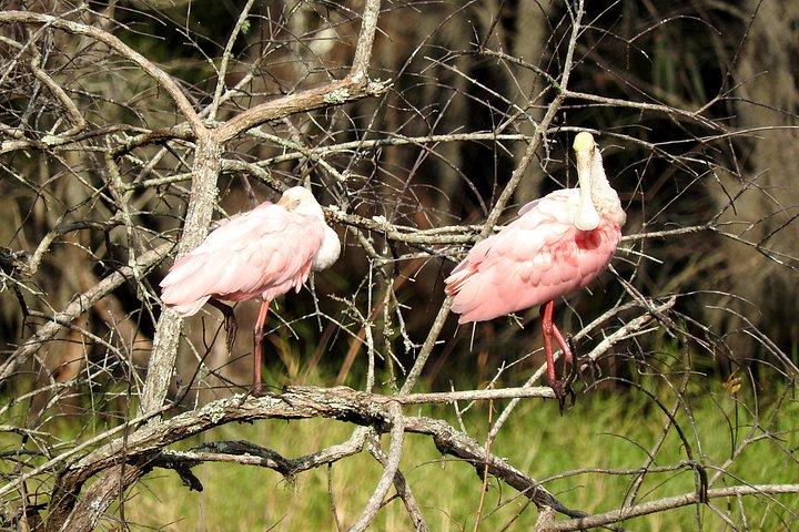 Everglades Day Safari from Ft Lauderdale