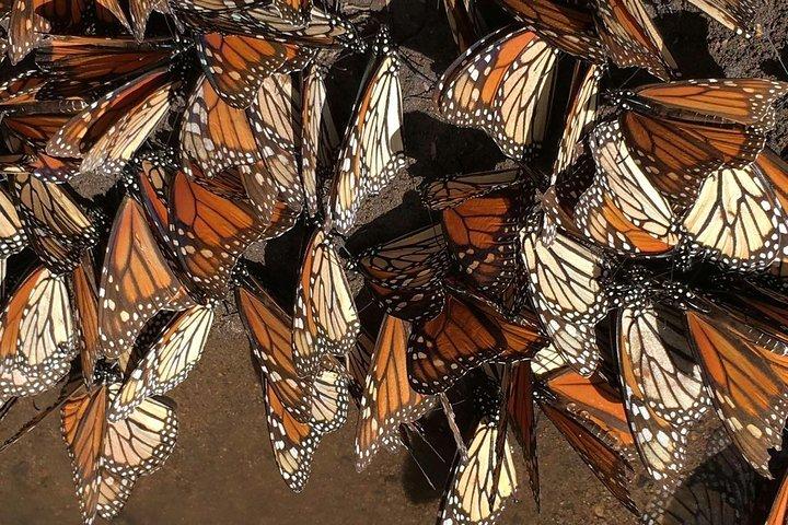 Tour privado de la mariposa monarca (Morelia)