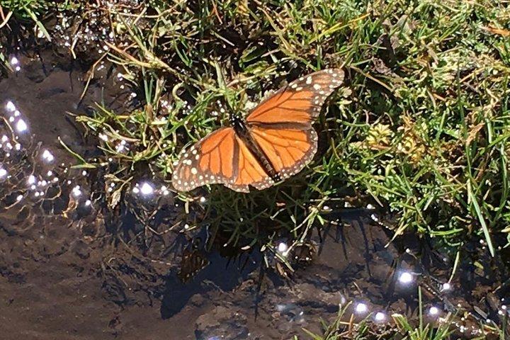 Tour privado de la mariposa monarca (Morelia)
