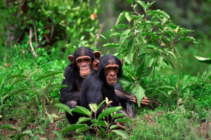 2 dagars schimpansvandring - Nyungwe nationalpark