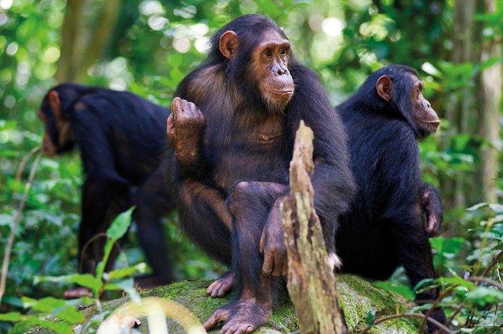 2 giorni di scimpanzé trekking - Parco Nazionale Nyungwe