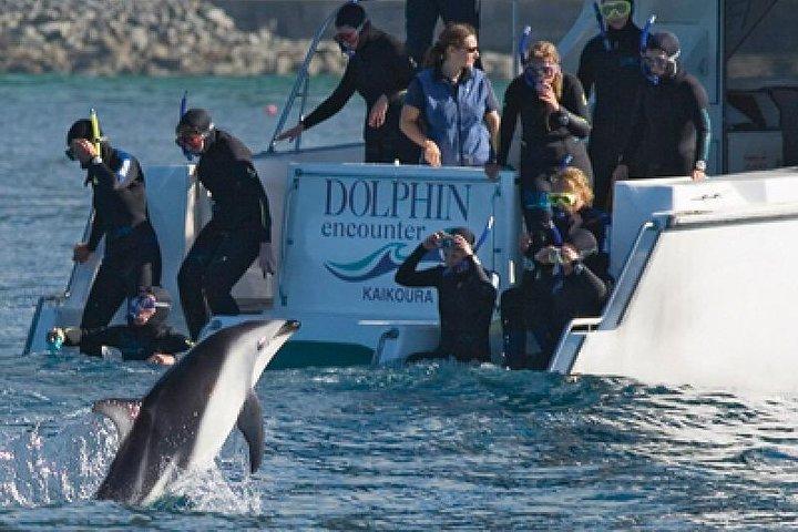 Kaikoura nuota con tour dei delfini da Christchurch