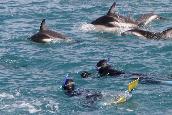 カイコウラはクライストチャーチからイルカツアーで泳ぐ