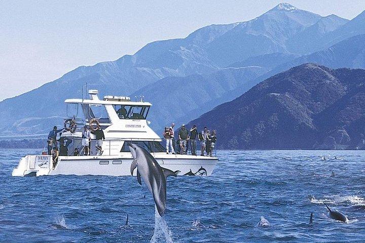 カイコウラはクライストチャーチからイルカツアーで泳ぐ