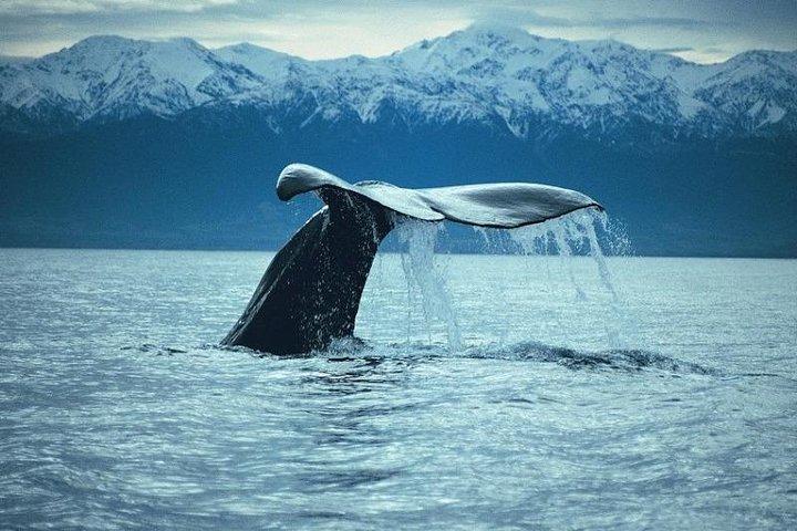 クライストチャーチ発カイコウラウェールウォッチング日帰り旅行