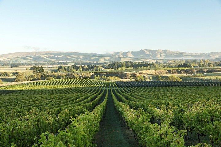Waipara Wine Experience für 2 oder mehr Personen, inklusive Verkostungen und Mittagessen