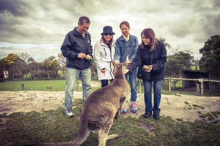 [Visite privée] «Penguin Parade» Visite de Phillip Island.