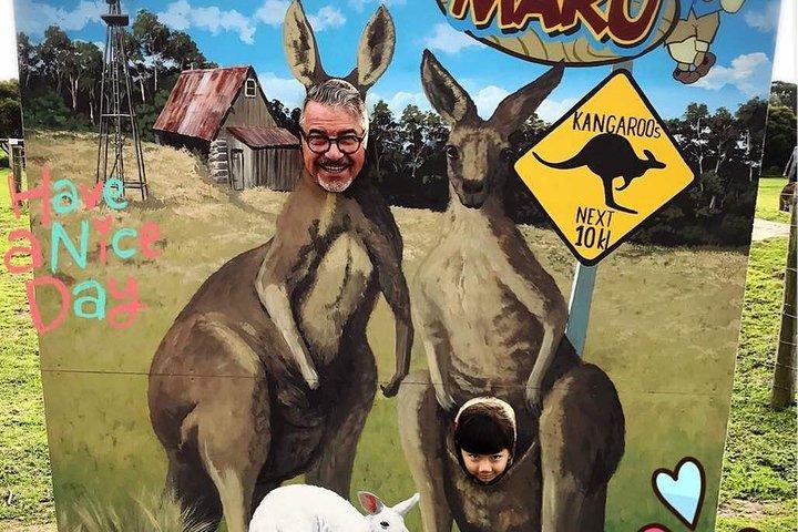 [Visite privée] «Penguin Parade» Visite de Phillip Island.