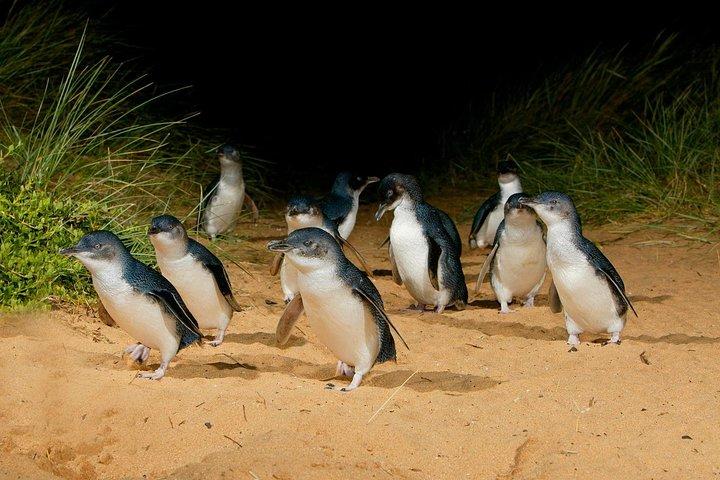 [Visite privée] «Penguin Parade» Visite de Phillip Island.
