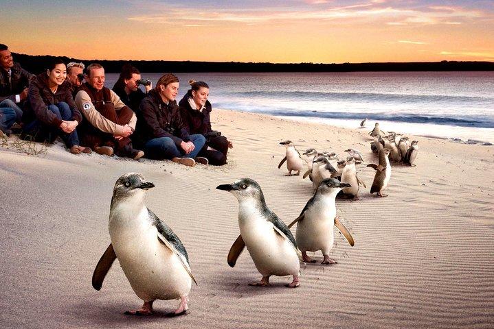 [Visite privée] «Penguin Parade» Visite de Phillip Island.